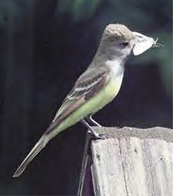 GreatCRESTFlycatcher.YAH00