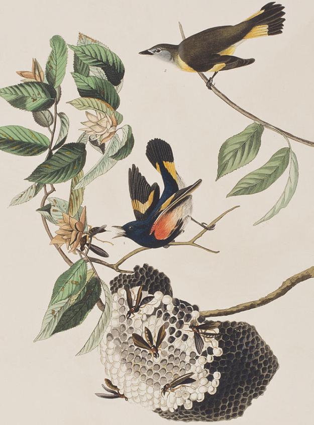 1-american-redstart-john-james-audubon