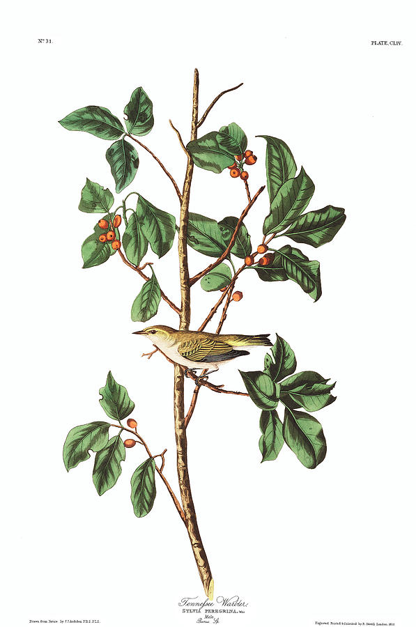 2-tennessee-warbler-john-james-audubon