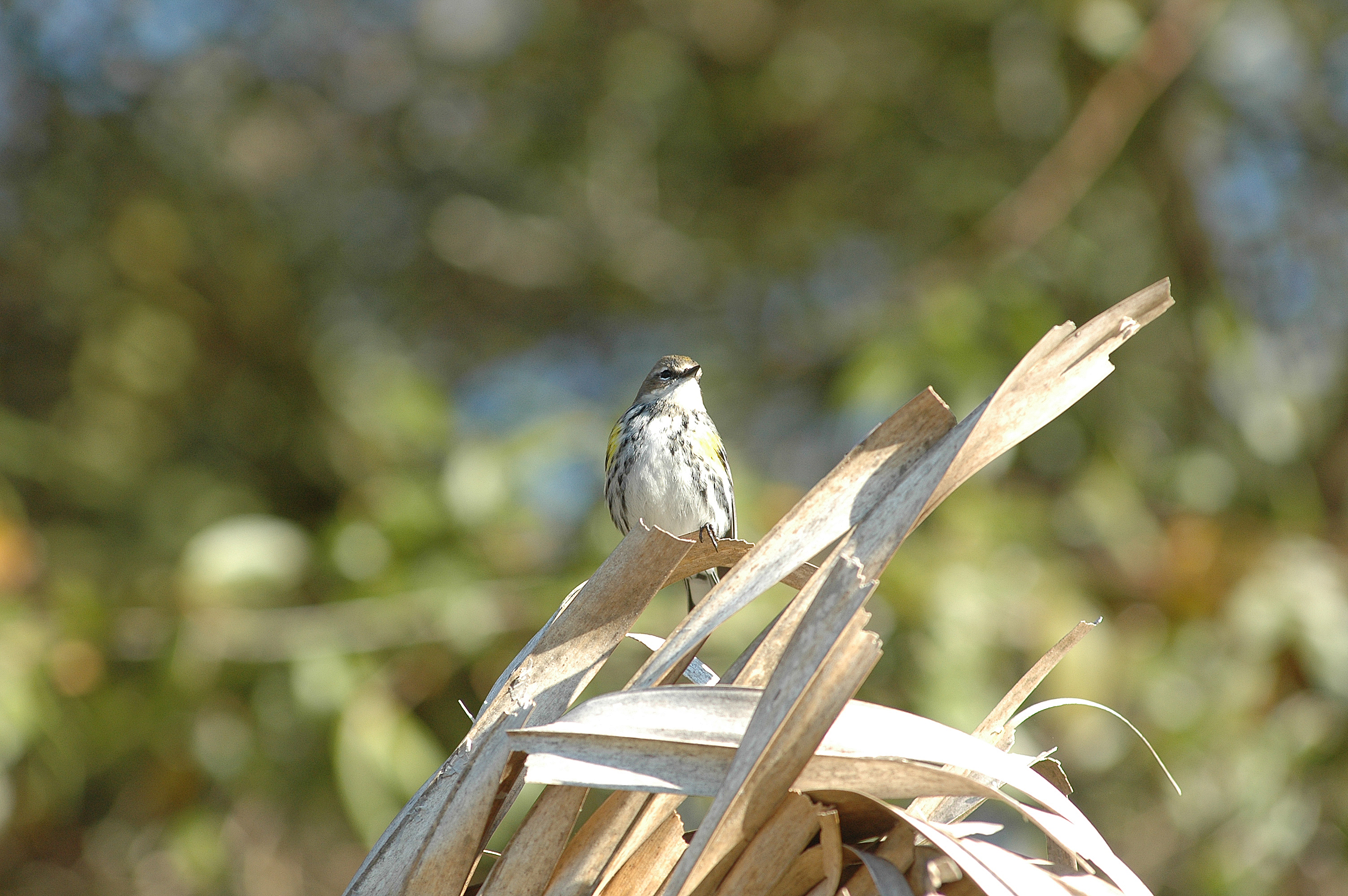Yellow-rumpWarbler (1)