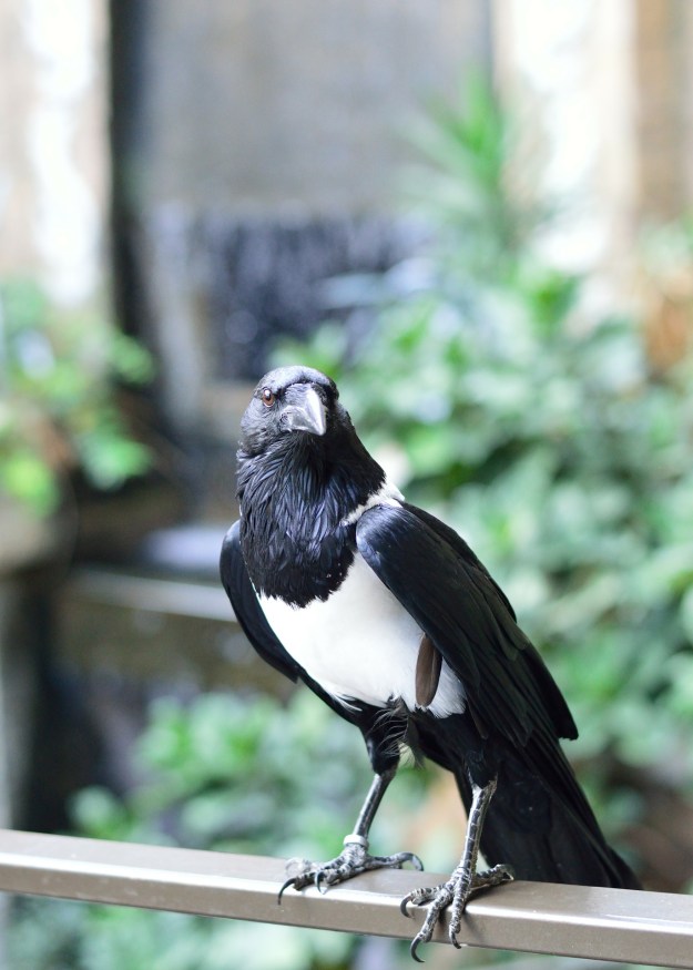 pied-crow-274001_1920