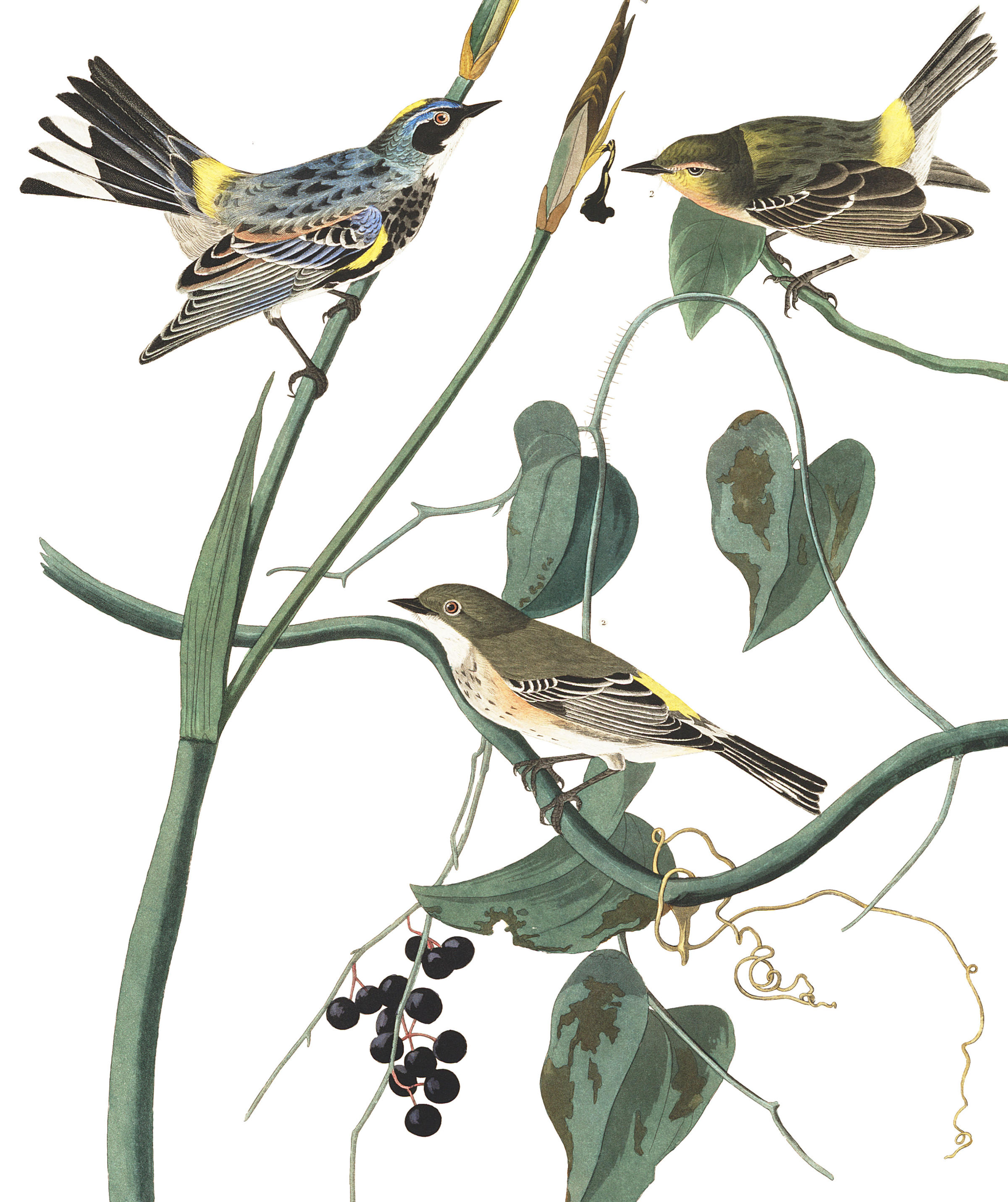 plate-153-yellow-rump-warbler-final
