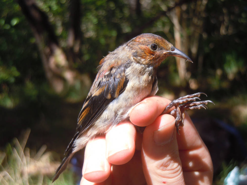 natdiglib_22322_large