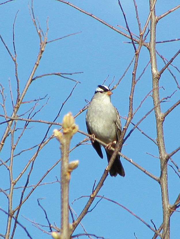 White-crowned Sparrow