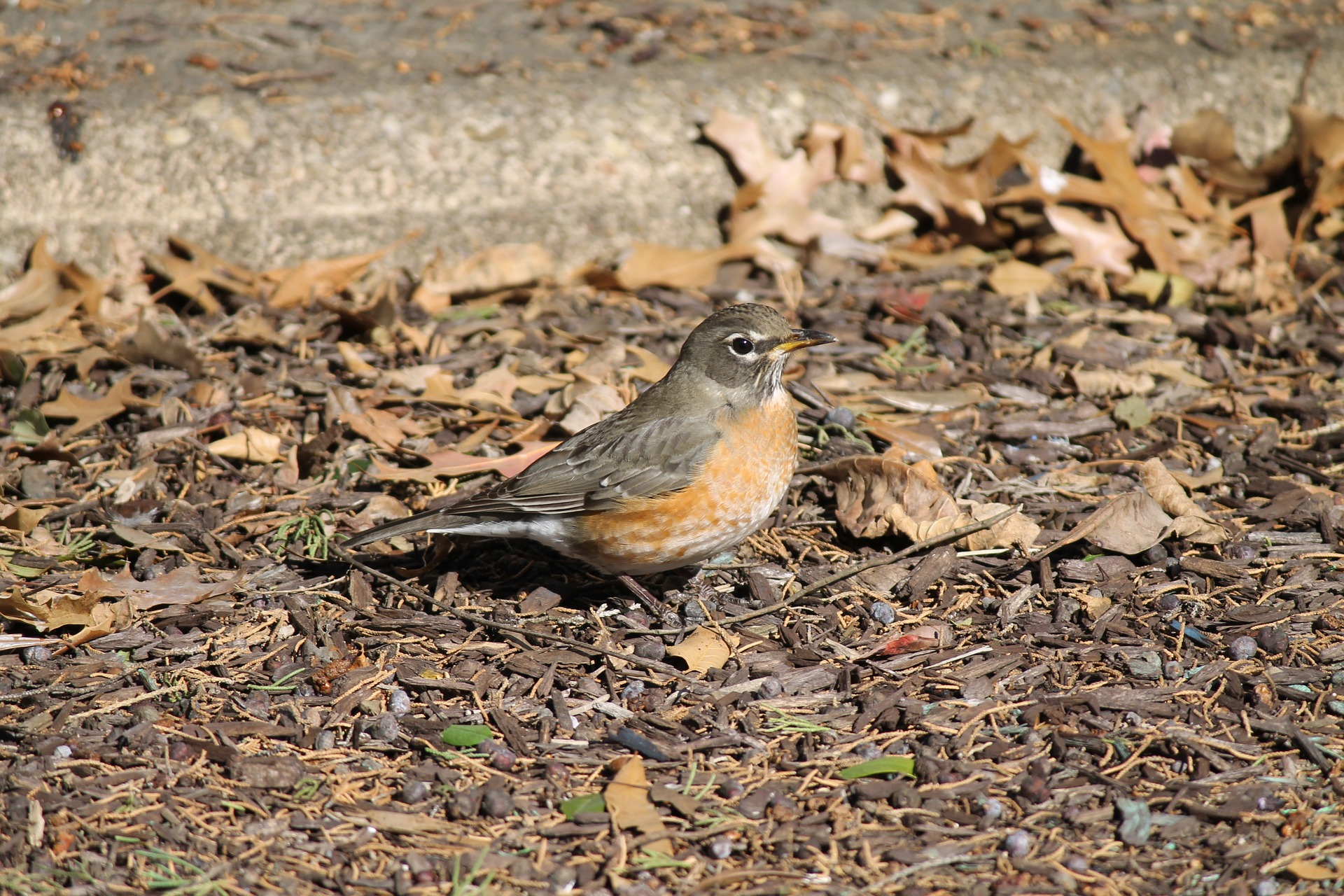 turdus-migratorius-875979_1920