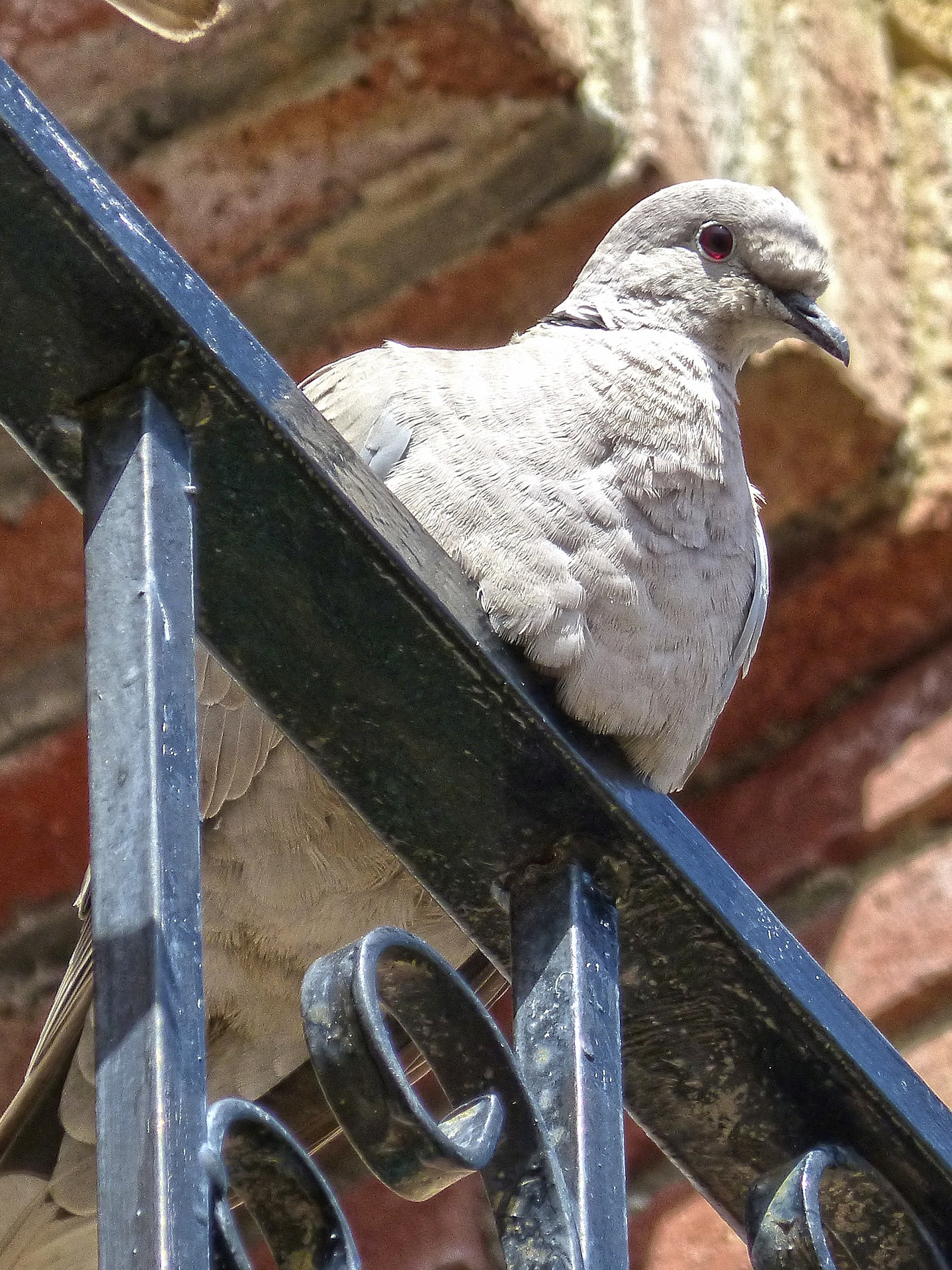 turtledove-1275164_1920