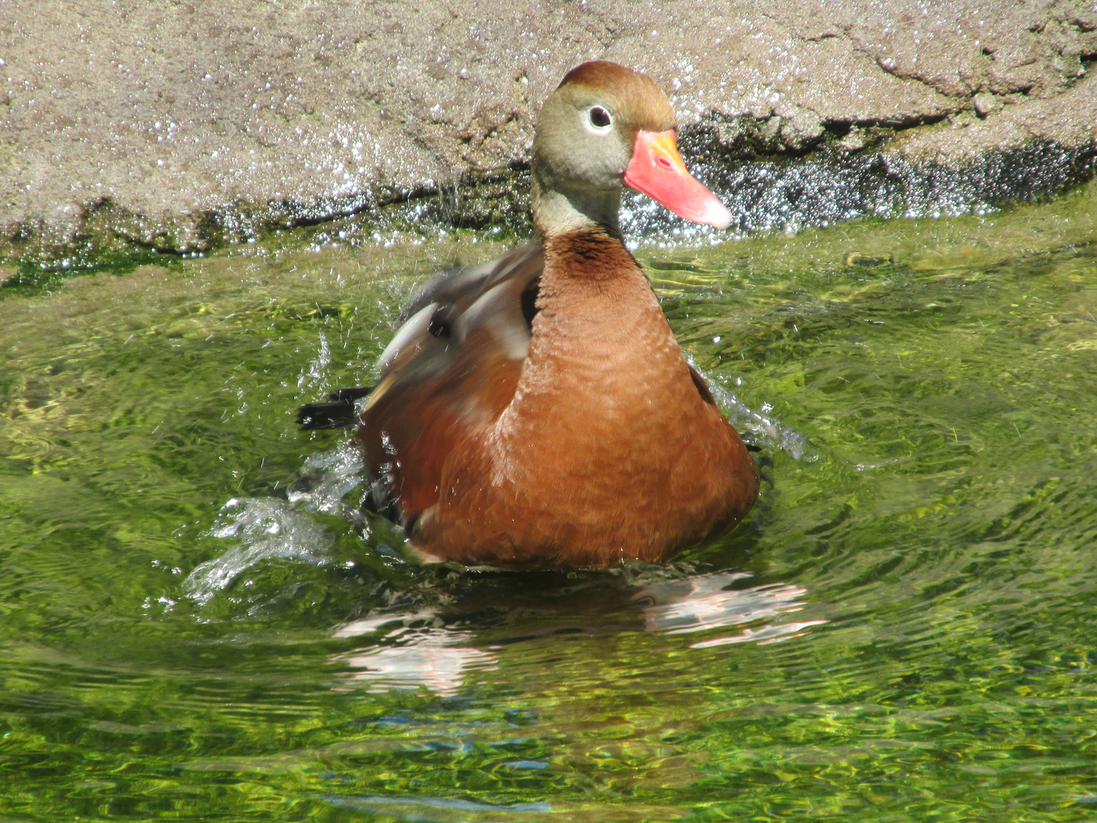 Duck-Bath
